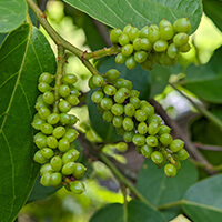 Gymnema Leaf Icon