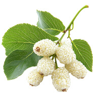 White Mulberry Leaf Icon